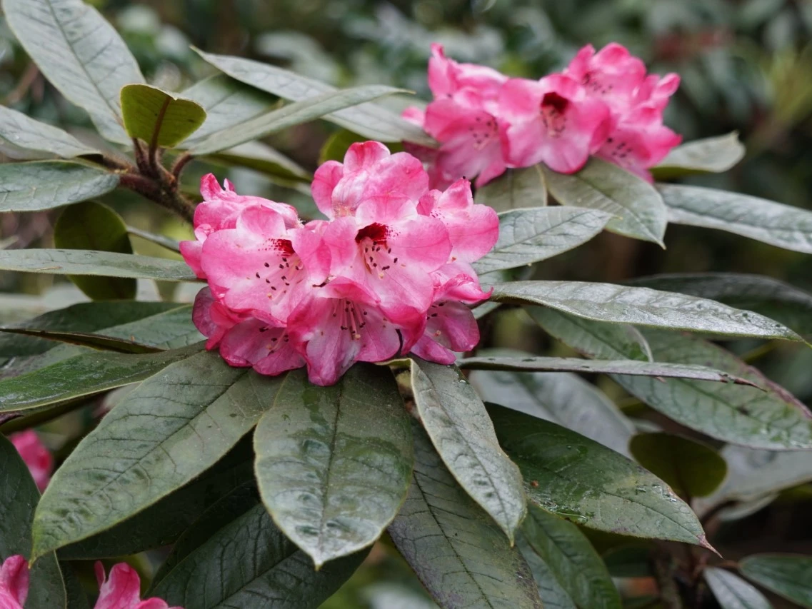 R. ciningerum var. crinigerum